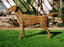 Fox hound in willow